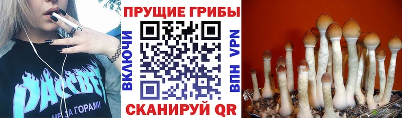 KRAKEN как войти  дарк нет состав  Псилоцибиновые грибы Psilocybe  Верея 